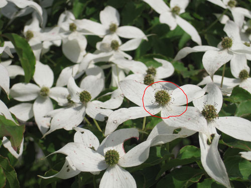 （写真）赤丸の中の部分が花