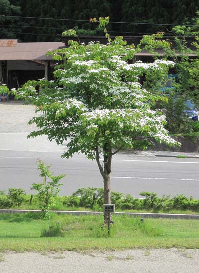 （写真）ヤマボウシ