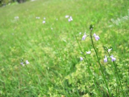 （写真）この花の名前知っていますか