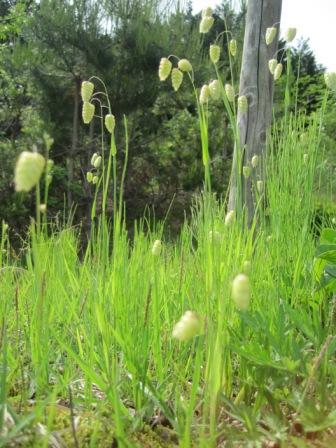 （写真）そして、この草も見かけます