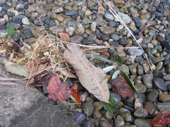 （写真）風が運んだ葉っぱ