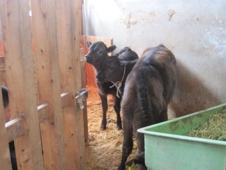 （写真）センター牛舎の子牛