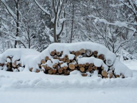 （写真）県民の森にて