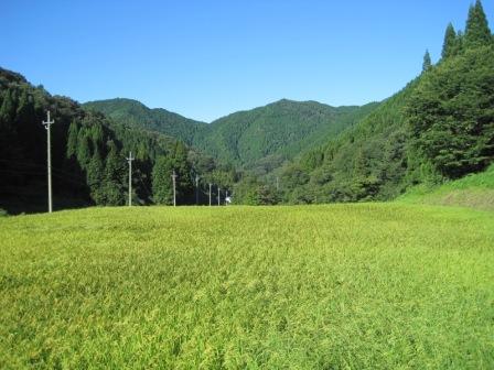 （写真）稲と山