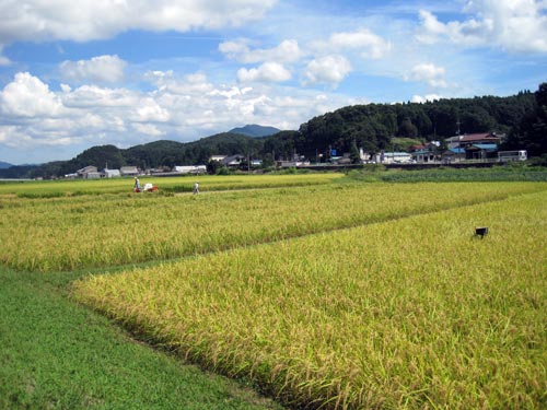 （写真）赤名ほ場