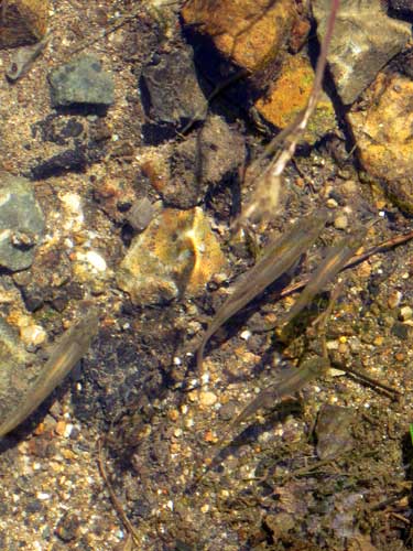 （写真）小さな魚