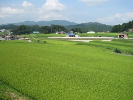 （写真）棚田