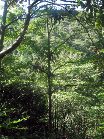 （写真）樹木