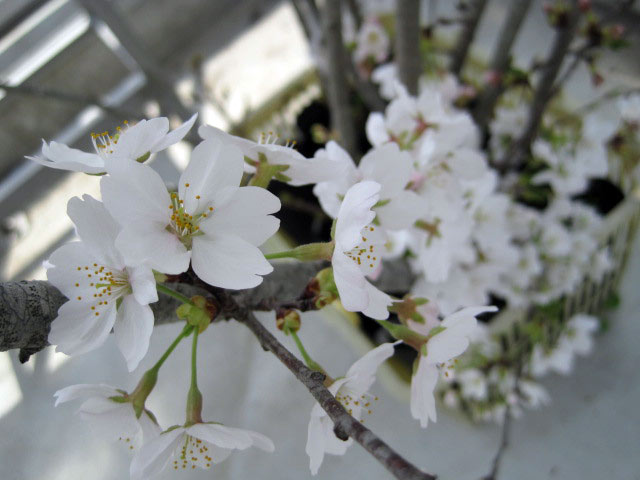 （写真）開花しました