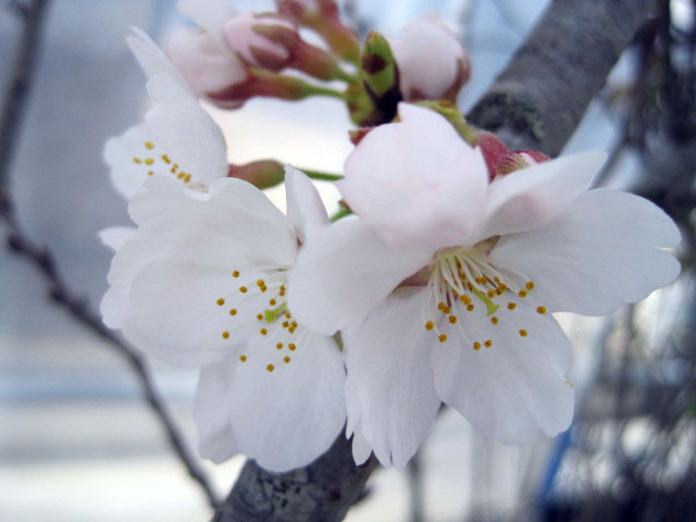 （写真）桜