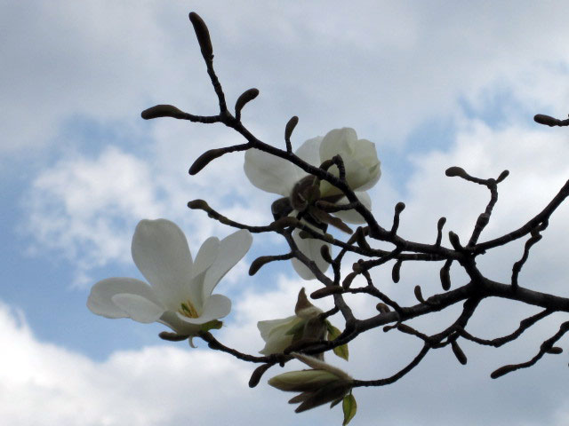 （写真）コブシ、開花