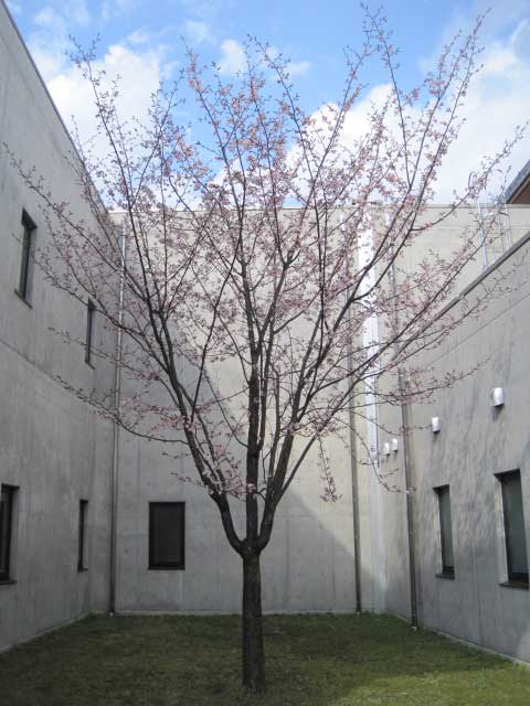 （写真）こっちの桜は咲いていました