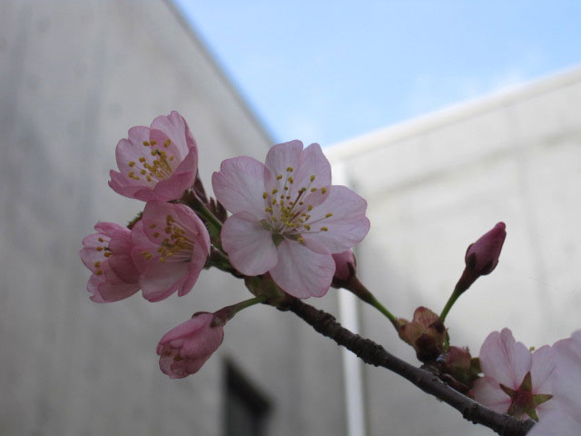 （写真）桜の花