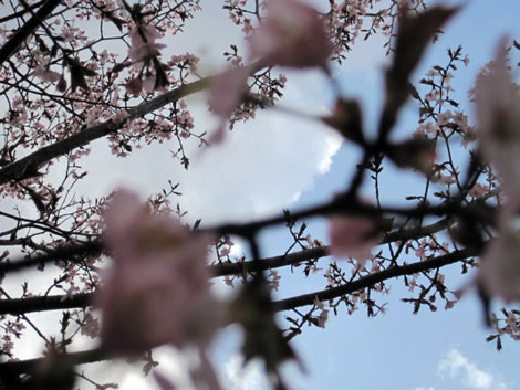 （写真）桜