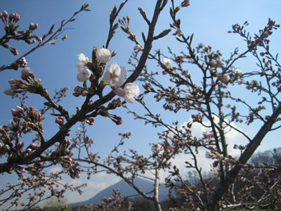 （写真）苗畑にある桜