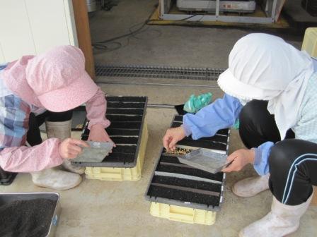 （写真）水稲の種まき中１