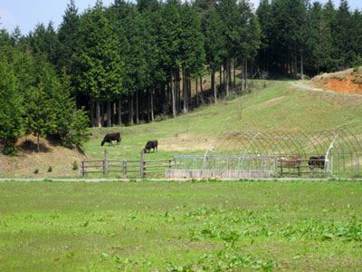 （写真）林間放牧地の牛