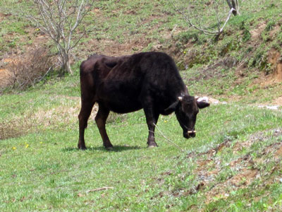 （写真）牛