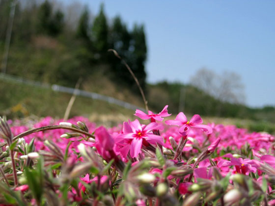 （写真）ピンクの芝桜