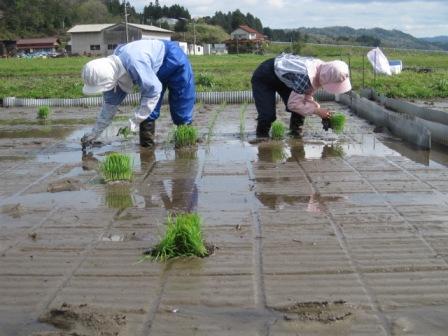 （写真）田植え２