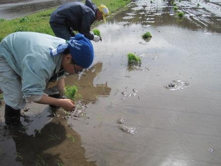 （写真）田植え３