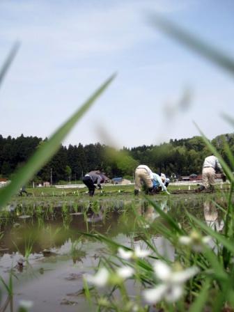 （写真）田植えの様子