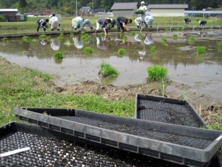 （写真）田植え