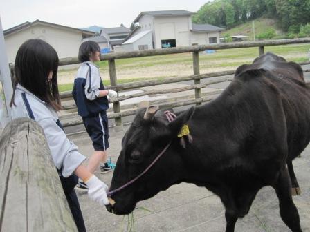 （写真）牛にも馴れていましたよ１