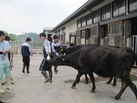 （写真）牛にも馴れていましたよ２