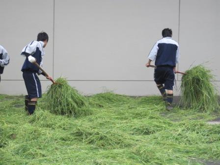 （写真）飼料づくり２