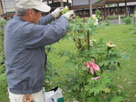 （写真）手入れ作業中