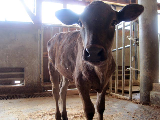 （写真）牛舎の子牛