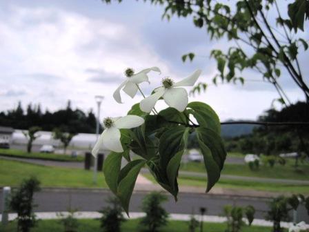 （写真）ヤマボウシ