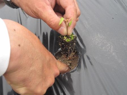 （写真）ちっちゃなアカメガシワの苗を植えています