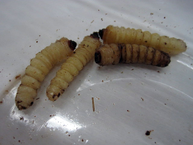 （写真）マツノマダラカミキリの幼虫