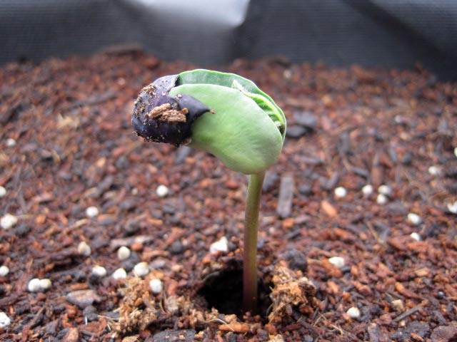 （写真）芽が出ました♪３