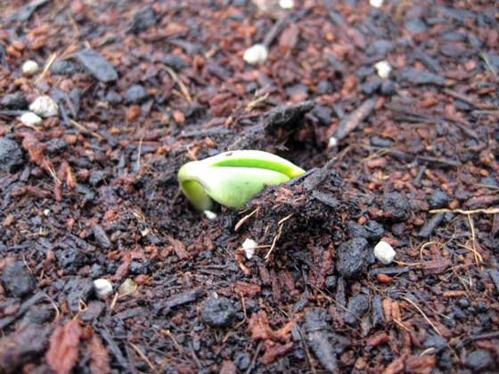 （写真）6月25日の様子２