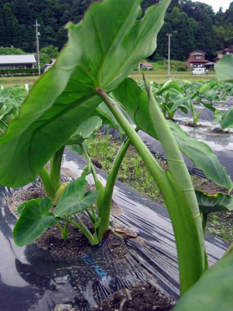 （写真）サトイモの葉っぱ