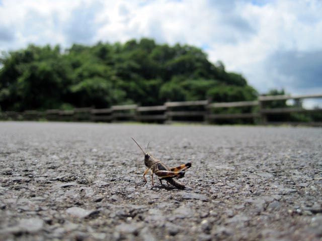 （写真）固まっているバッタ