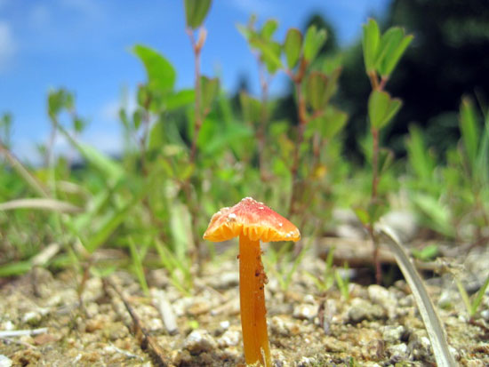 （写真）キノコ３