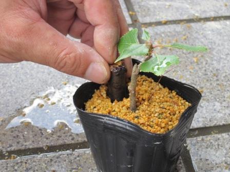 （写真）菌のついた桜の枝を挿入