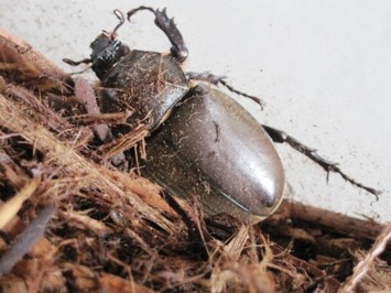 （写真）カブトムシのメス