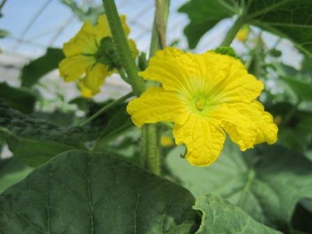 （写真）メロンの花