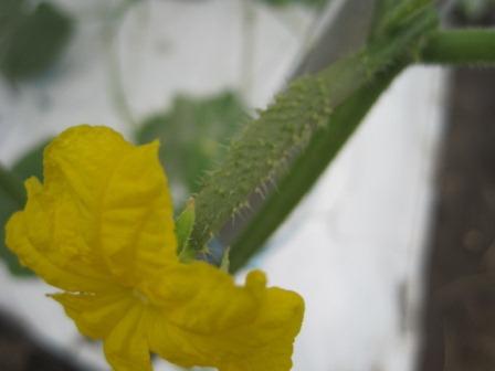 （写真）キュウリの花