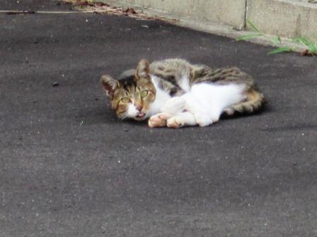 （写真）猫発見！