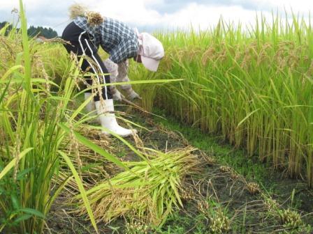 （写真）稲刈り