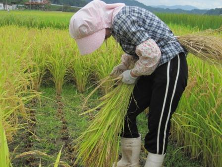 （写真）ワラで刈った稲をくくります