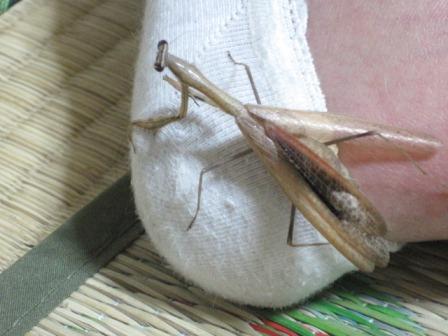 （写真）足にカマキリ