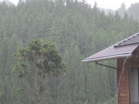 （写真）午後から雨となりました