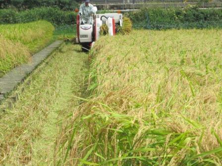 （写真）コンバインによる稲刈り